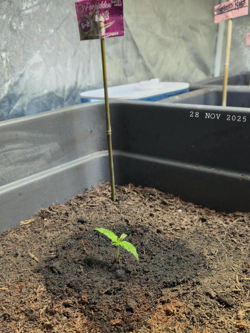 Winterseason 2025 .. only Automatics. Week 1