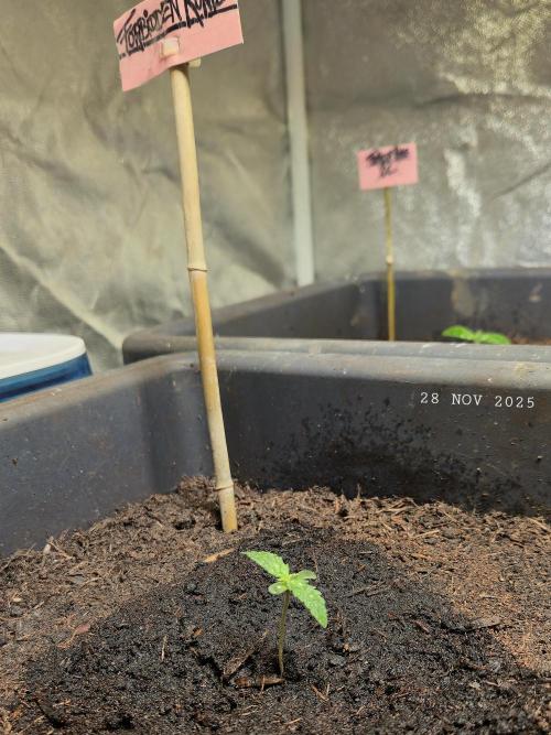 Winterseason 2025 .. only Automatics. Week 1