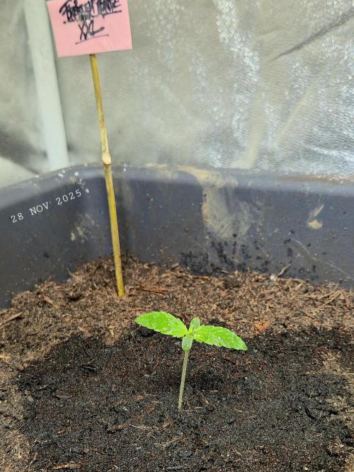 Winterseason 2025 .. only Automatics. Week 1