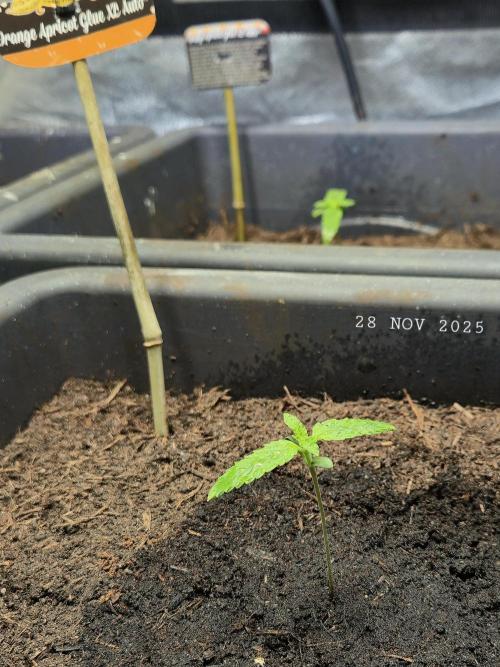 Winterseason 2025 .. only Automatics. Week 1