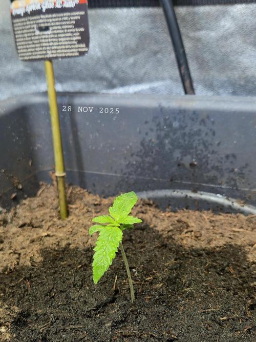 Winterseason 2025 .. only Automatics. Week 1