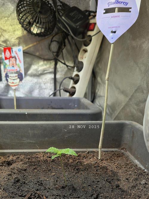 Winterseason 2025 .. only Automatics. Week 1