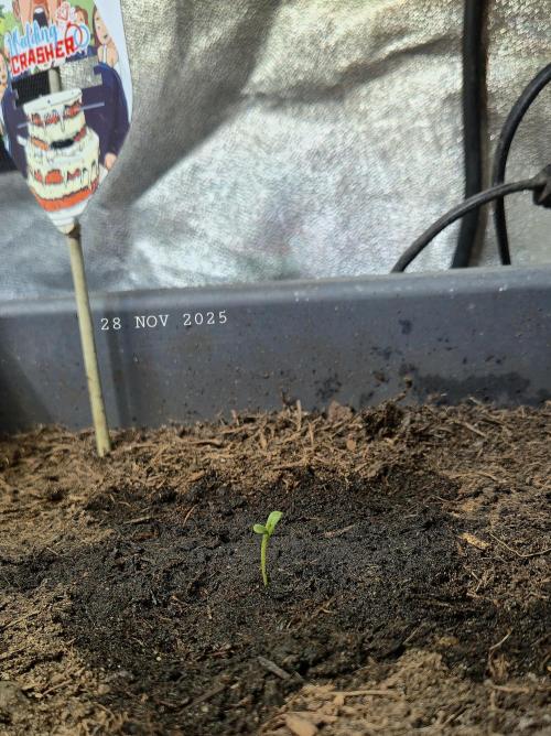 Winterseason 2025 .. only Automatics. Week 1 - Kein erstes, echtes Blattpaar in Aussicht ...