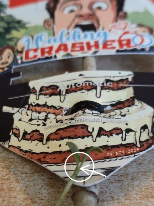 Winterseason 2025 .. only Automatics. Week 1 - Kein erstes, echtes Blattpaar in Aussicht ... WTF is that??