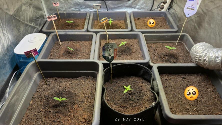 Winterseason 2025 .. only Automatics. Week 1 - Schade .. zwei Pflänzchen verloren .. 😠