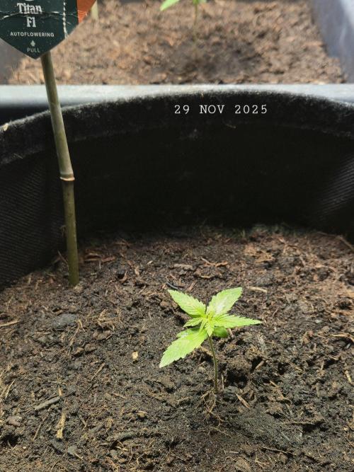 Winterseason 2025 .. only Automatics. Week 1