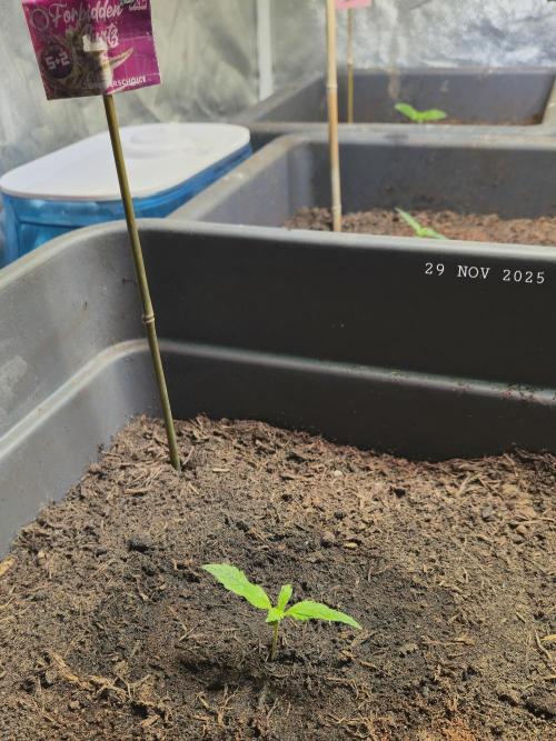 Winterseason 2025 .. only Automatics. Week 1