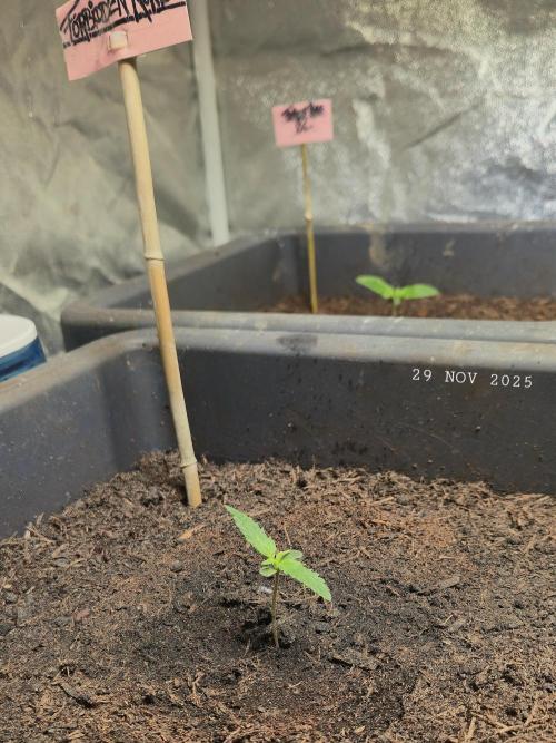 Winterseason 2025 .. only Automatics. Week 1