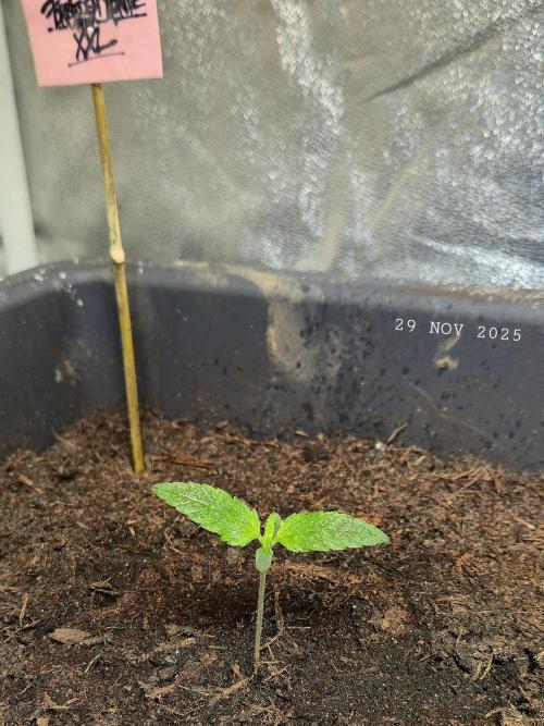 Winterseason 2025 .. only Automatics. Week 1