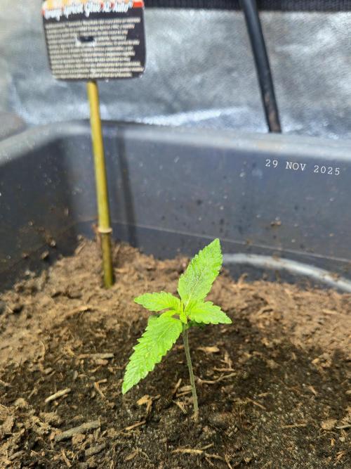 Winterseason 2025 .. only Automatics. Week 1