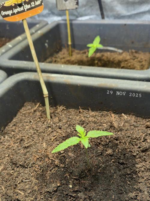 Winterseason 2025 .. only Automatics. Week 1