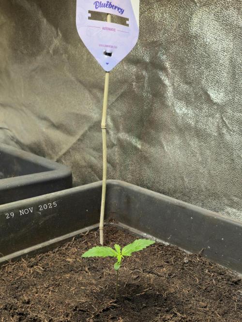 Winterseason 2025 .. only Automatics. Week 1