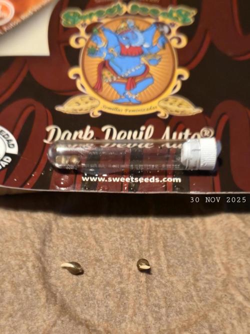 Winterseason 2025 .. only Automatics. Week 1 - Nachzügler für die zwei leer gewordenen Töpfe ...