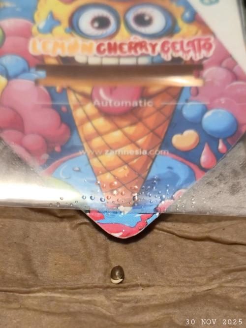 Winterseason 2025 .. only Automatics. Week 1