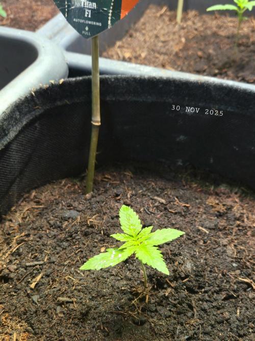 Winterseason 2025 .. only Automatics. Week 1