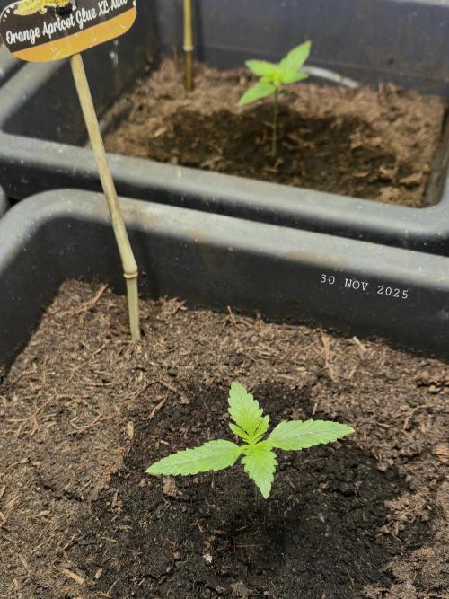 Winterseason 2025 .. only Automatics. Week 1