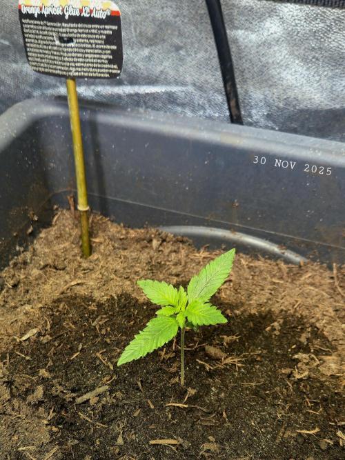 Winterseason 2025 .. only Automatics. Week 1