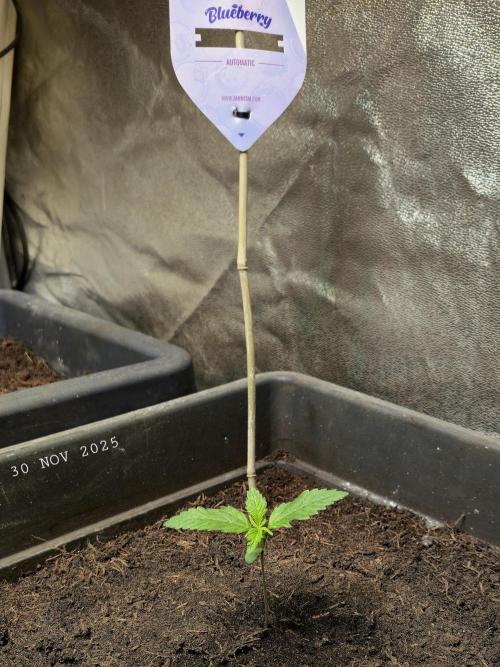 Winterseason 2025 .. only Automatics. Week 1