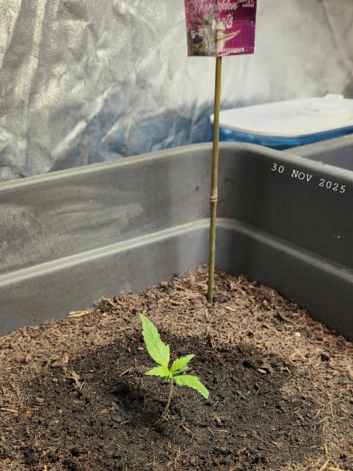 Winterseason 2025 .. only Automatics. Week 1