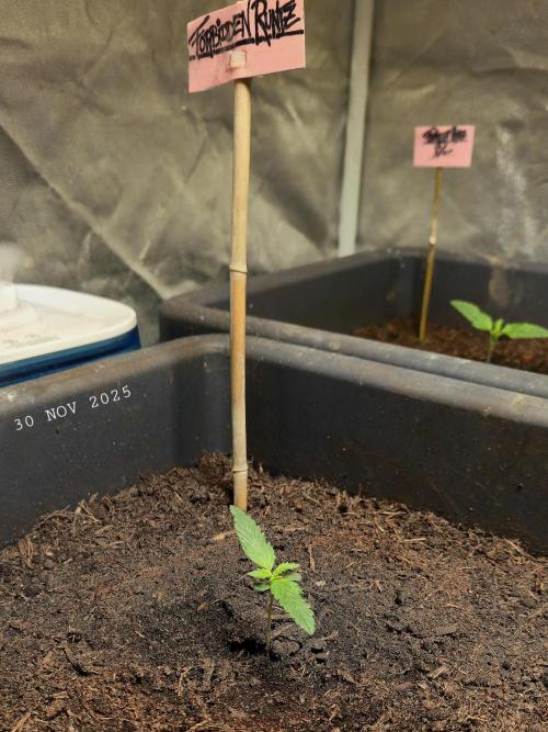 Winterseason 2025 .. only Automatics. Week 1