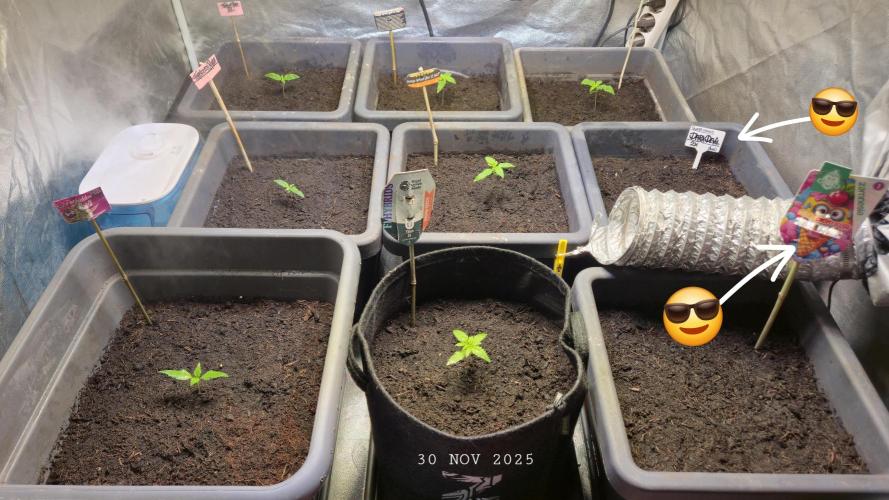 Winterseason 2025 .. only Automatics. Week 1