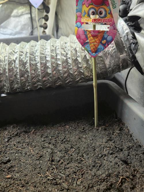 Winterseason 2025 .. only Automatics. Week 1 - Nachzügler für die zwei leer gewordenen Töpfe ...