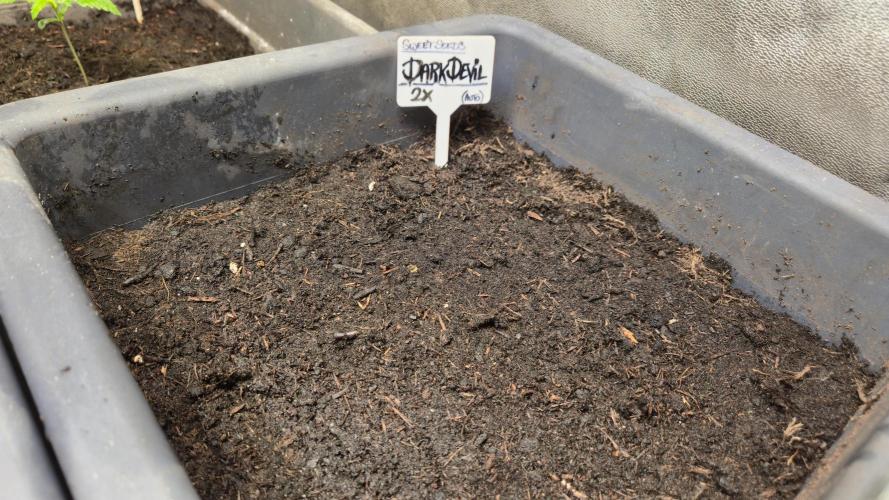 Winterseason 2025 .. only Automatics. Week 1 - Nachzügler für die zwei leer gewordenen Töpfe ... 