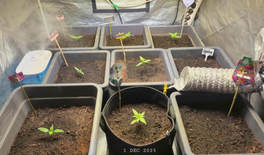 Winterseason 2025 .. only Automatics. Week 2 - Tag 14