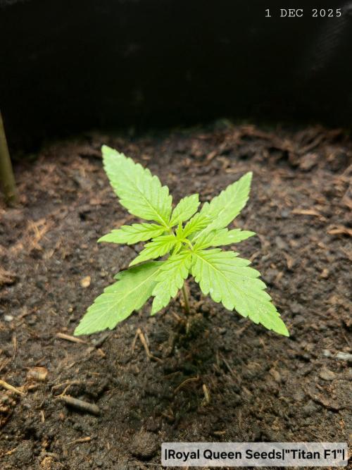 Winterseason 2025 .. only Automatics. Week 2 - Tag 14