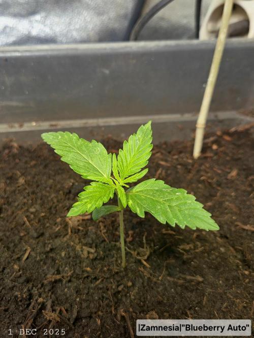 Winterseason 2025 .. only Automatics. Week 2 - Tag 14