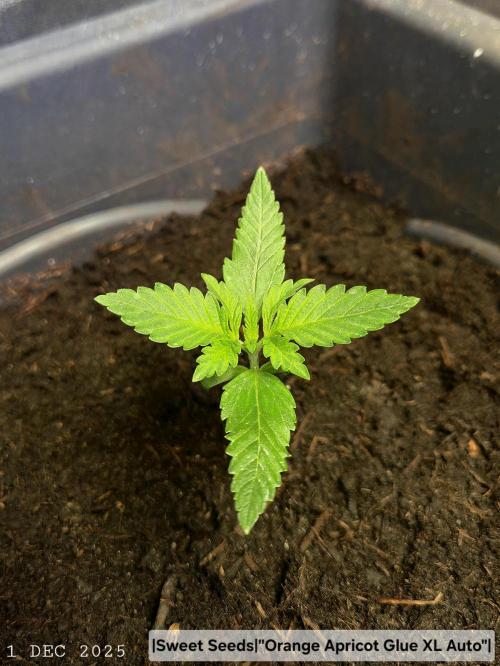 Winterseason 2025 .. only Automatics. Week 2 - Tag 14