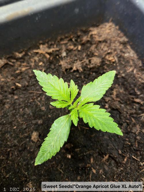 Winterseason 2025 .. only Automatics. Week 2 - Tag 14