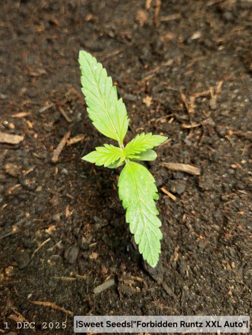 Winterseason 2025 .. only Automatics. Week 2 - Tag 14