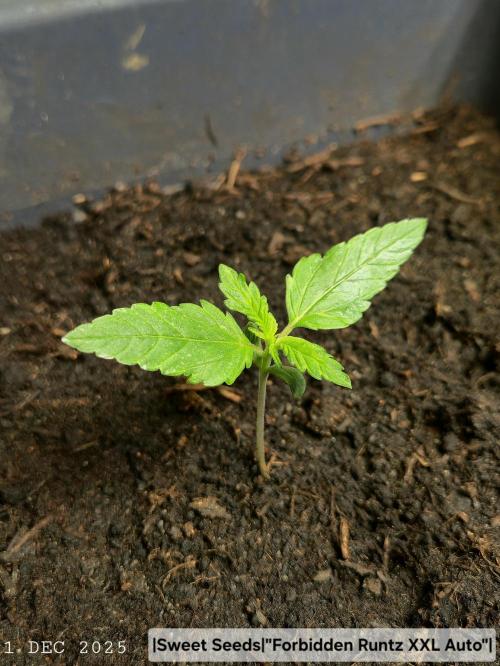 Winterseason 2025 .. only Automatics. Week 2 - Tag 14