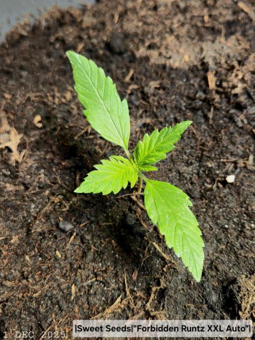 Winterseason 2025 .. only Automatics. Week 2 - Tag 14