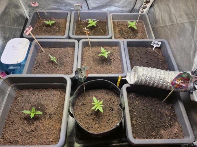 Winterseason 2025 .. only Automatics. Week 3 - Tag 15