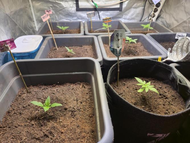 Winterseason 2025 .. only Automatics. Week 3 - Tag 15