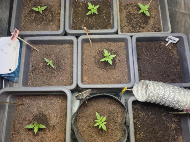 Winterseason 2025 .. only Automatics. Week 3 - Tag 15