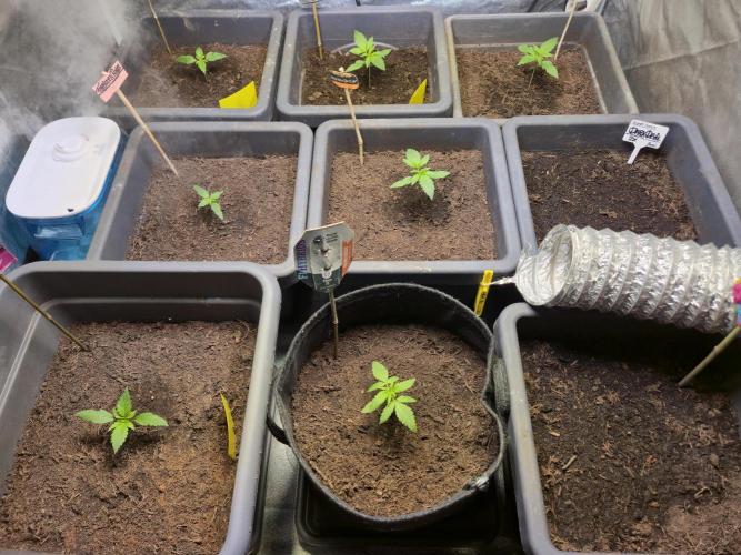 Winterseason 2025 .. only Automatics. Week 3 - Tag 16