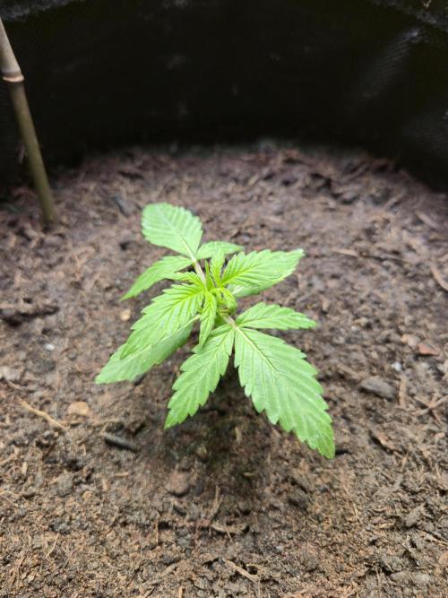 Winterseason 2025 .. only Automatics. Week 3 - Tag 16