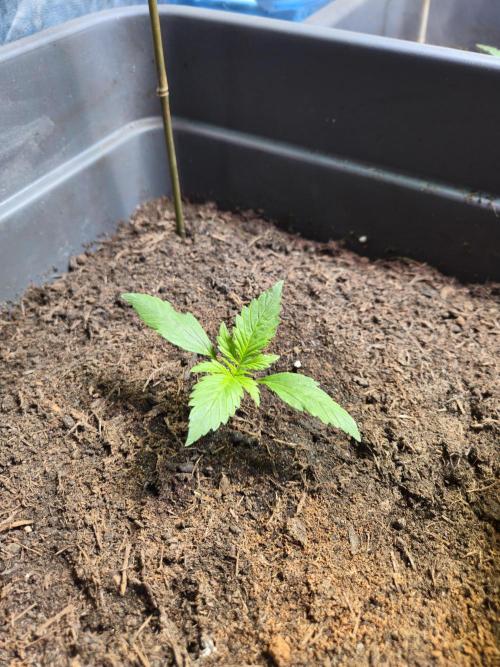 Winterseason 2025 .. only Automatics. Week 3 - Tag 16