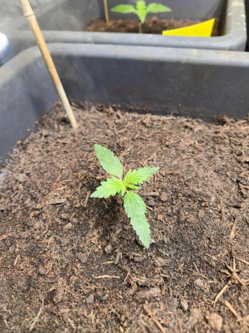 Winterseason 2025 .. only Automatics. Week 3 - Tag 16