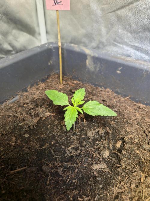 Winterseason 2025 .. only Automatics. Week 3 - Tag 16