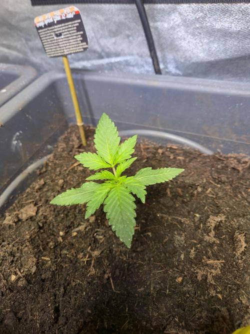 Winterseason 2025 .. only Automatics. Week 3 - Tag 16