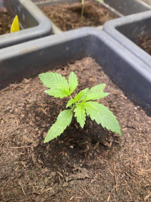 Winterseason 2025 .. only Automatics. Week 3 - Tag 16