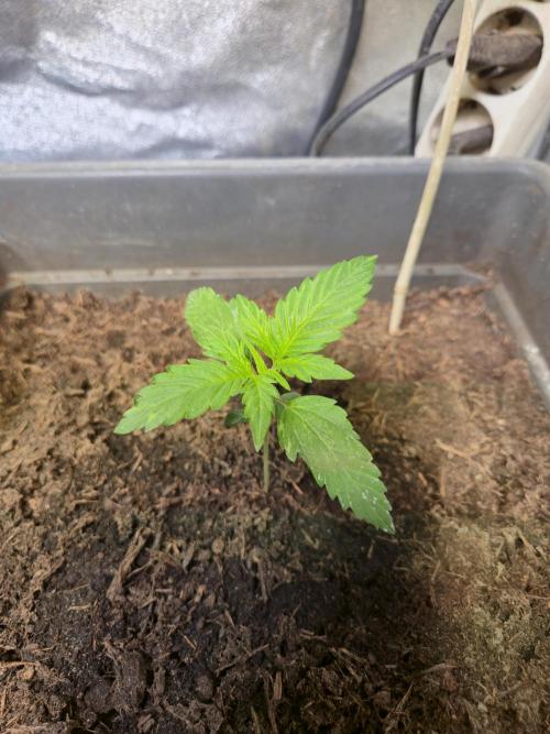 Winterseason 2025 .. only Automatics. Week 3 - Tag 16