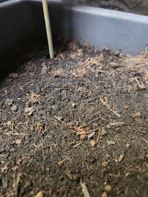 Winterseason 2025 .. only Automatics. Week 3 - Tag 1 - Lemon Cherry Gelato Auto