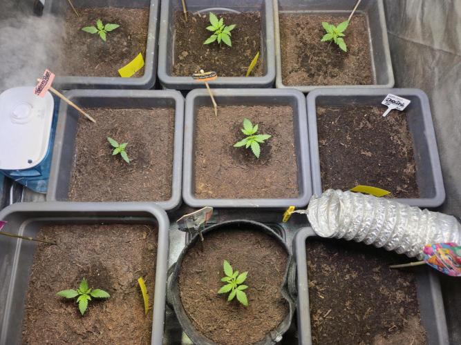 Winterseason 2025 .. only Automatics. Week 3 - Tag 16