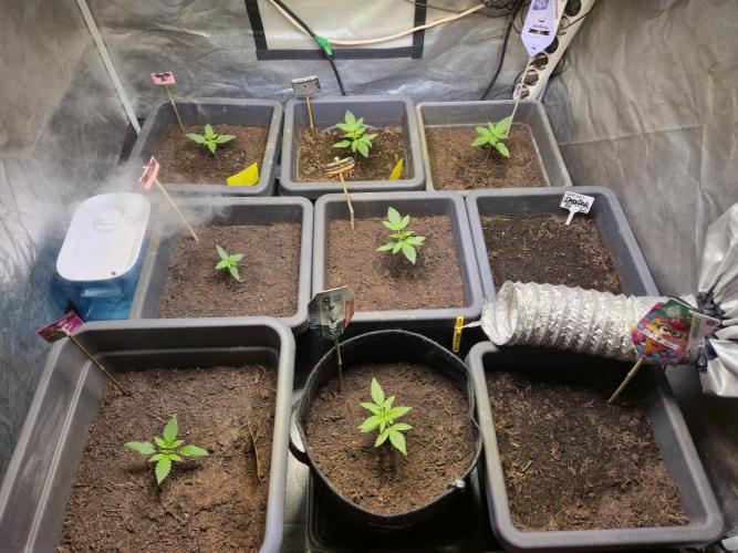 Winterseason 2025 .. only Automatics. Week 3 - Tag 17