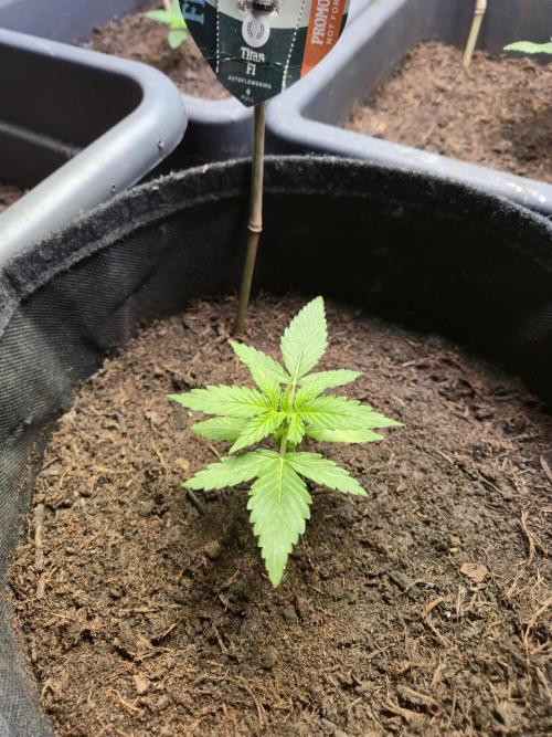 Winterseason 2025 .. only Automatics. Week 3 - Tag 17